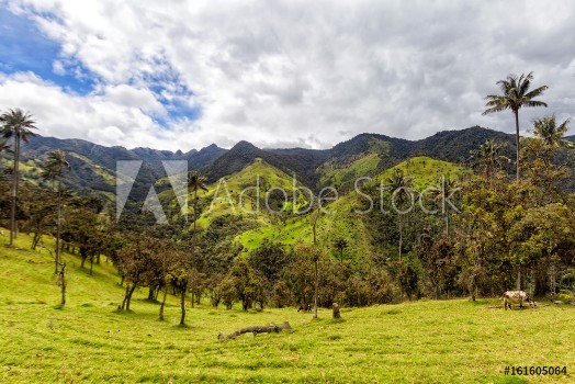 Picture of Dramatic Andean valley with wax palms near Salento Colombia
